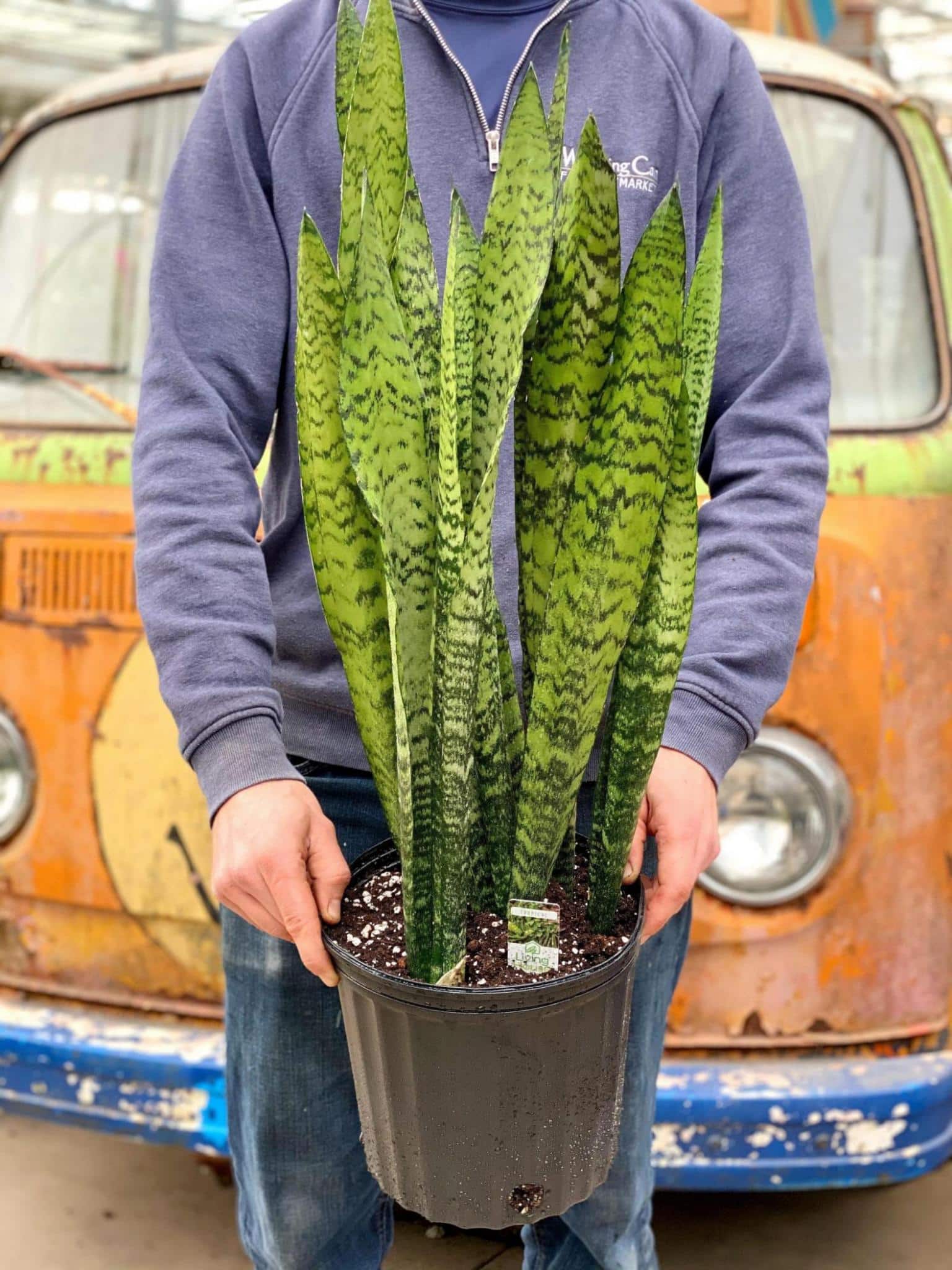 Snake plant "Zeylanica" The Watering Can Flower Market