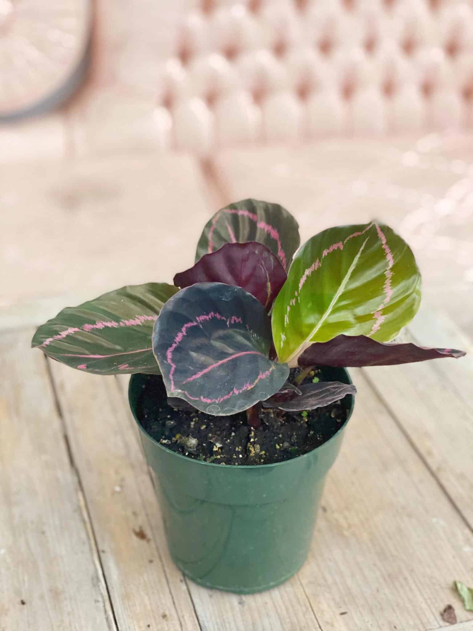 Calathea (Multiple Varieties Available) | The Watering Can Flower Market