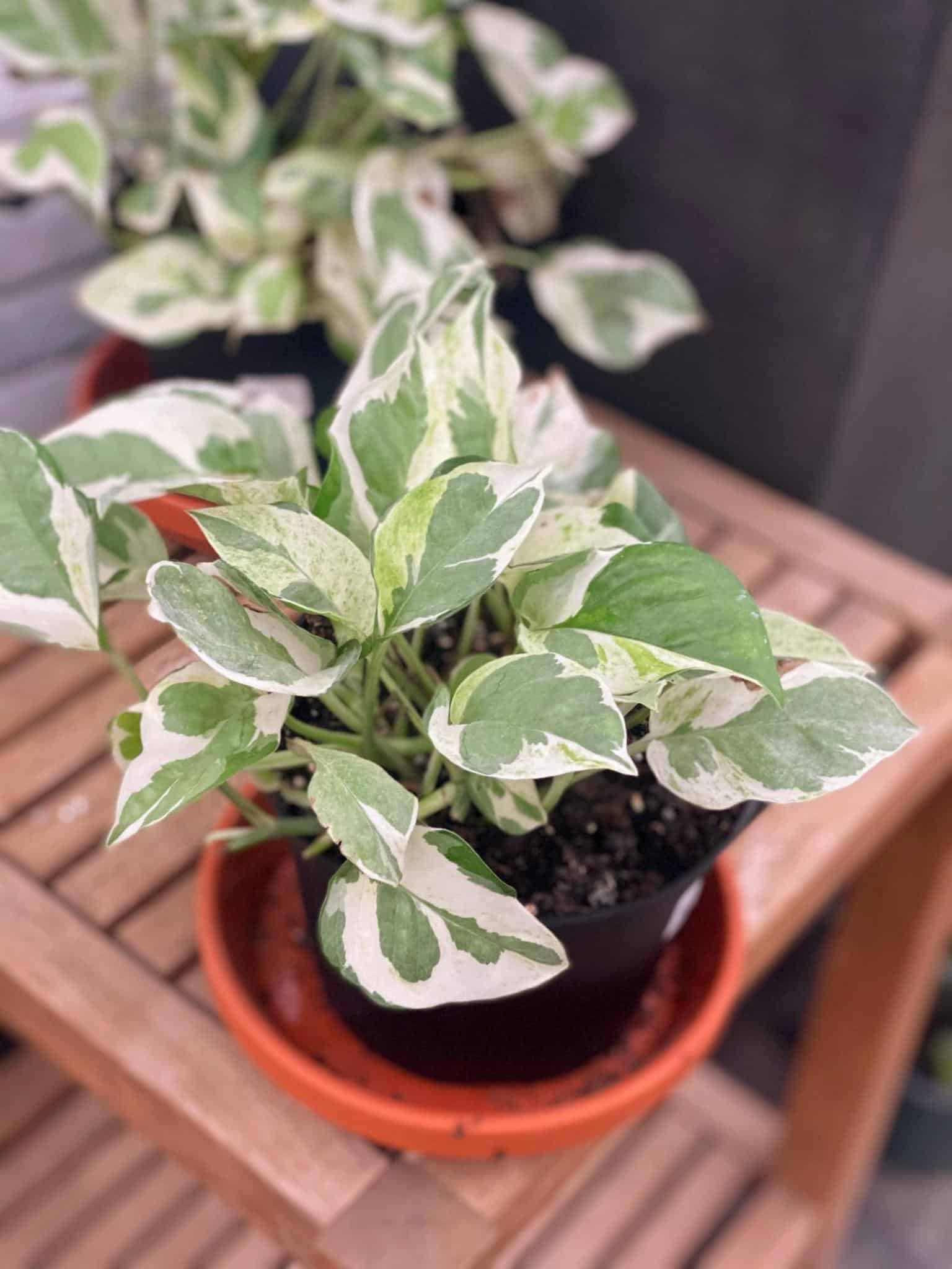 Pearl and Jade Pothos The Watering Can Flower Market