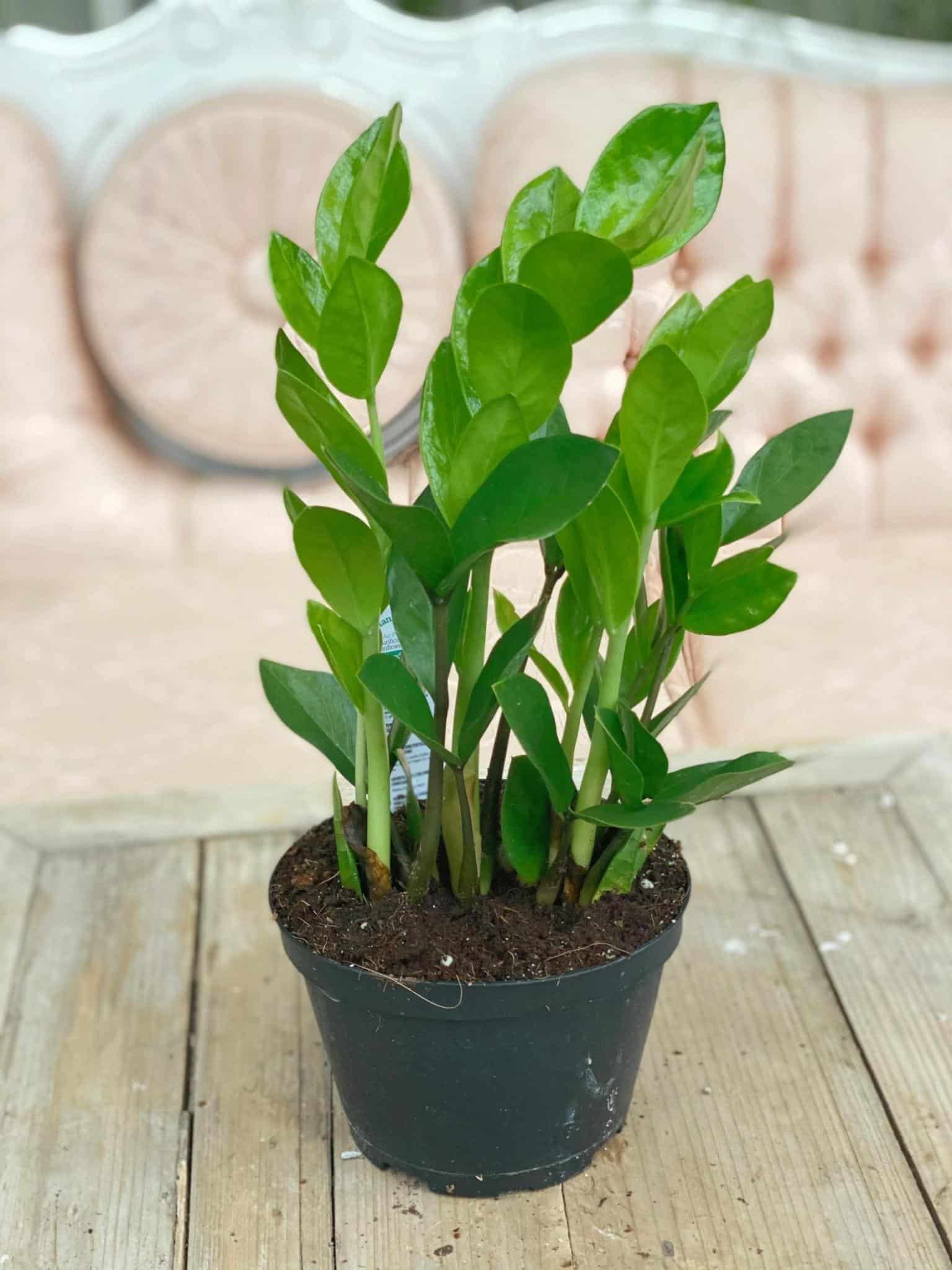 ZZ plant The Watering Can Flower Market