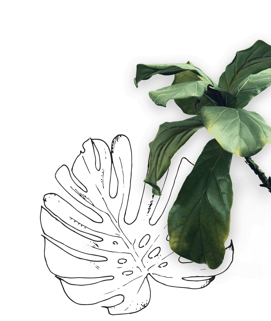 The Watering Can - Cutout Monstera Leaf & Fig Leaf