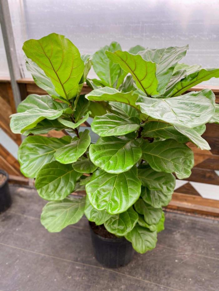 Fiddle Leaf Fig 4-5ft Bush