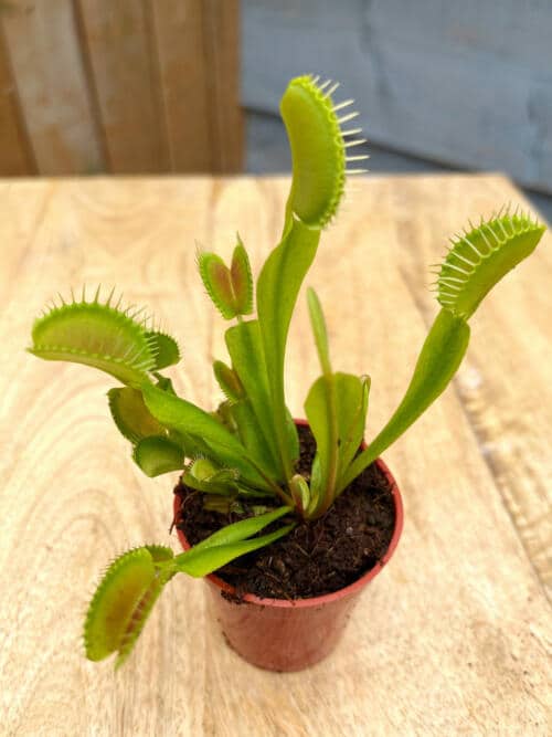 Venus Fly Trap The Watering Can Flower Market
