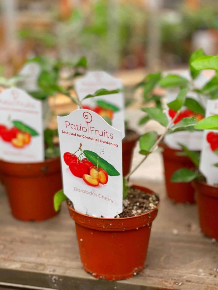 Patio Fruit - Barbados Cherry