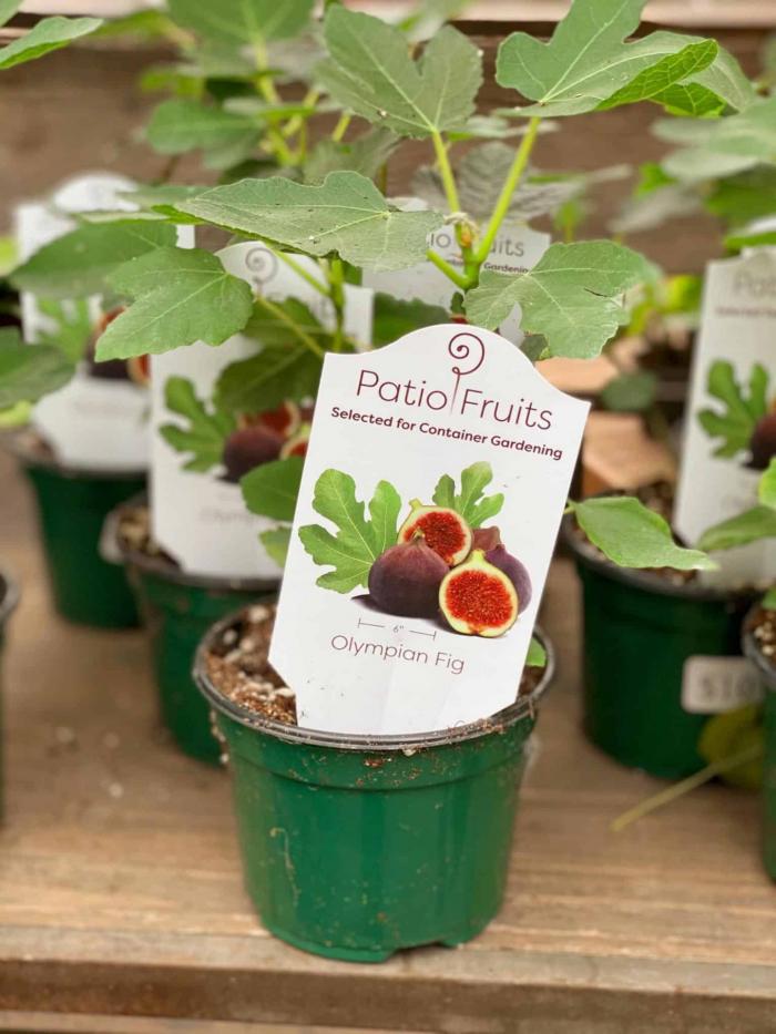 Patio Fruit - Olympian Fig