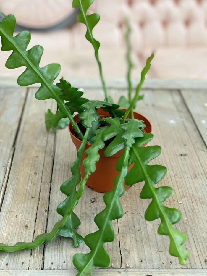 Fishbone Cactus