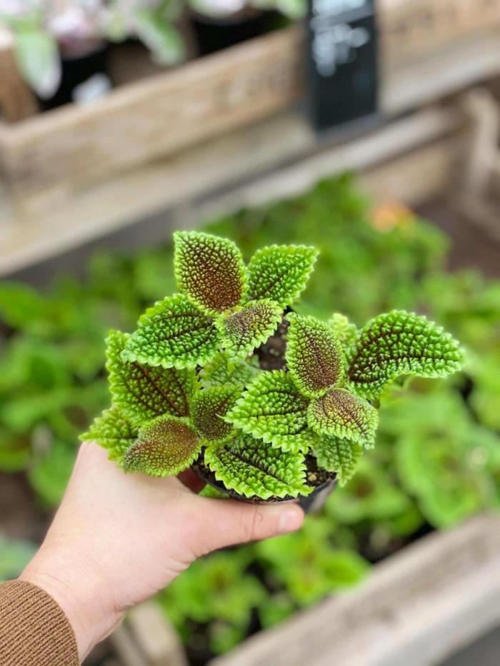 Pilea 'Moon Valley'