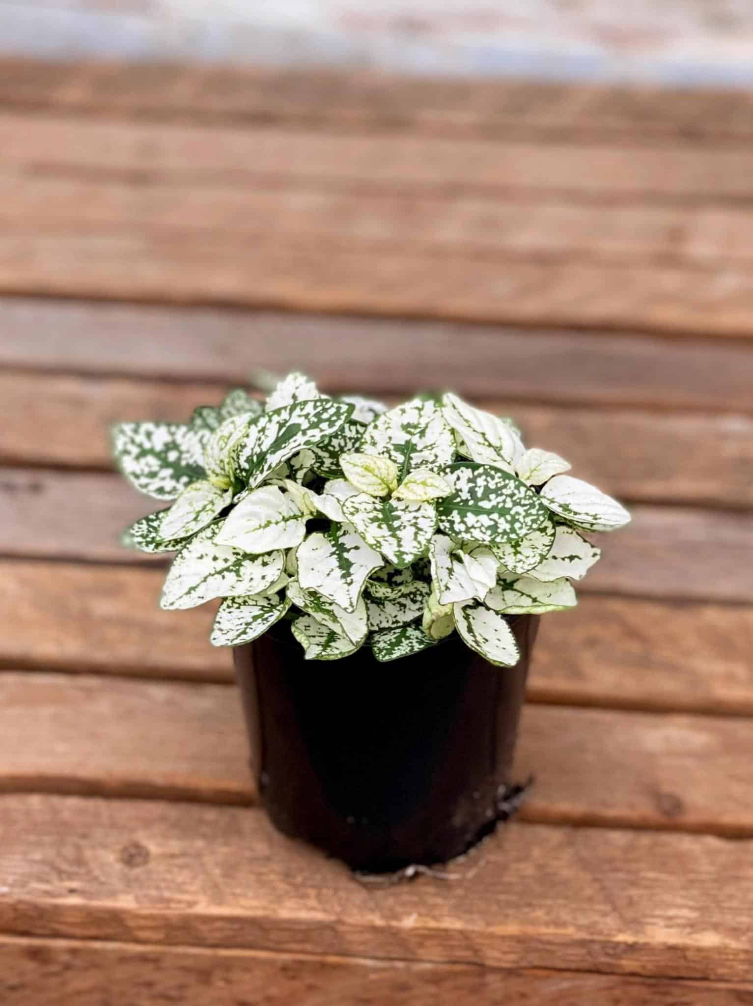 Polka Dot Plant The Watering Can Flower Market   4 Polka Dot Plant White Scaled 1 Scaled Scaled 