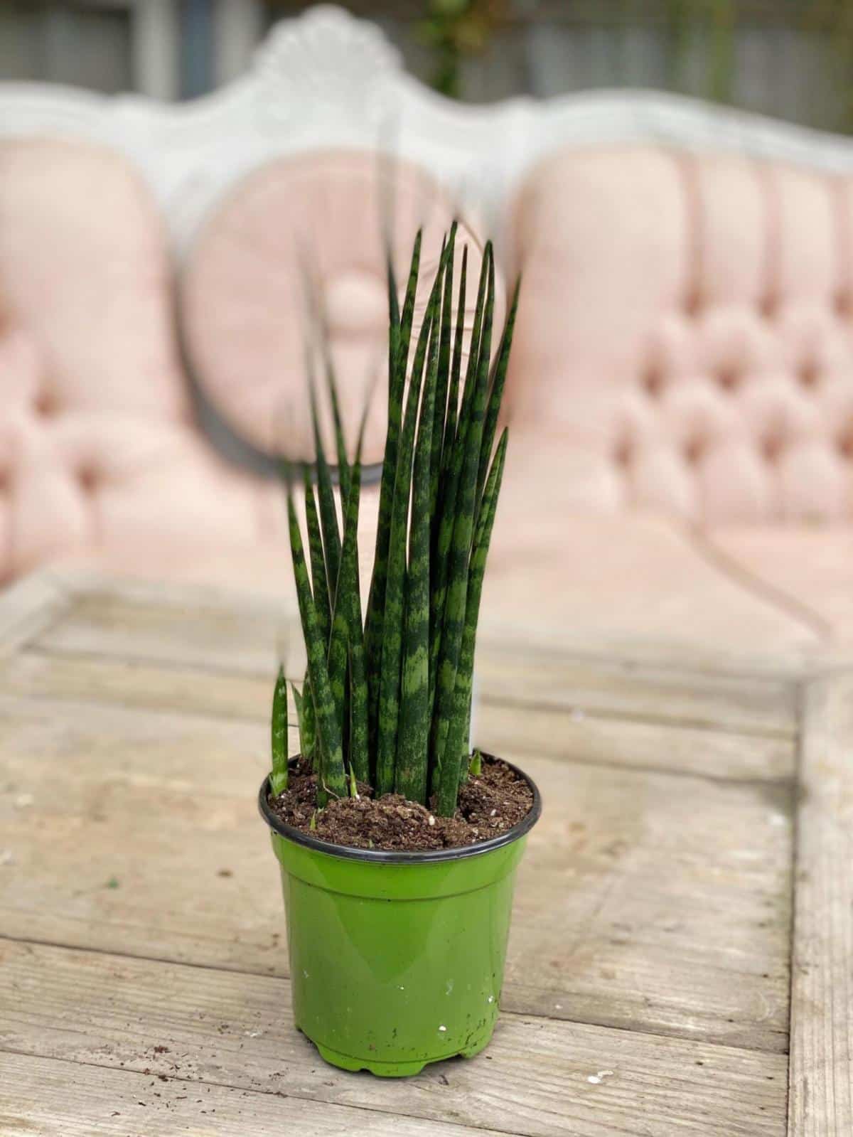 18+ Fernwood Snake Plant