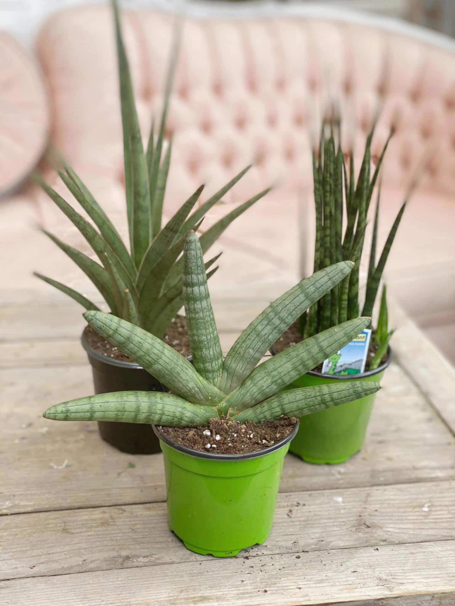 4" Snake Plant Trio | The Watering Can Flower Market