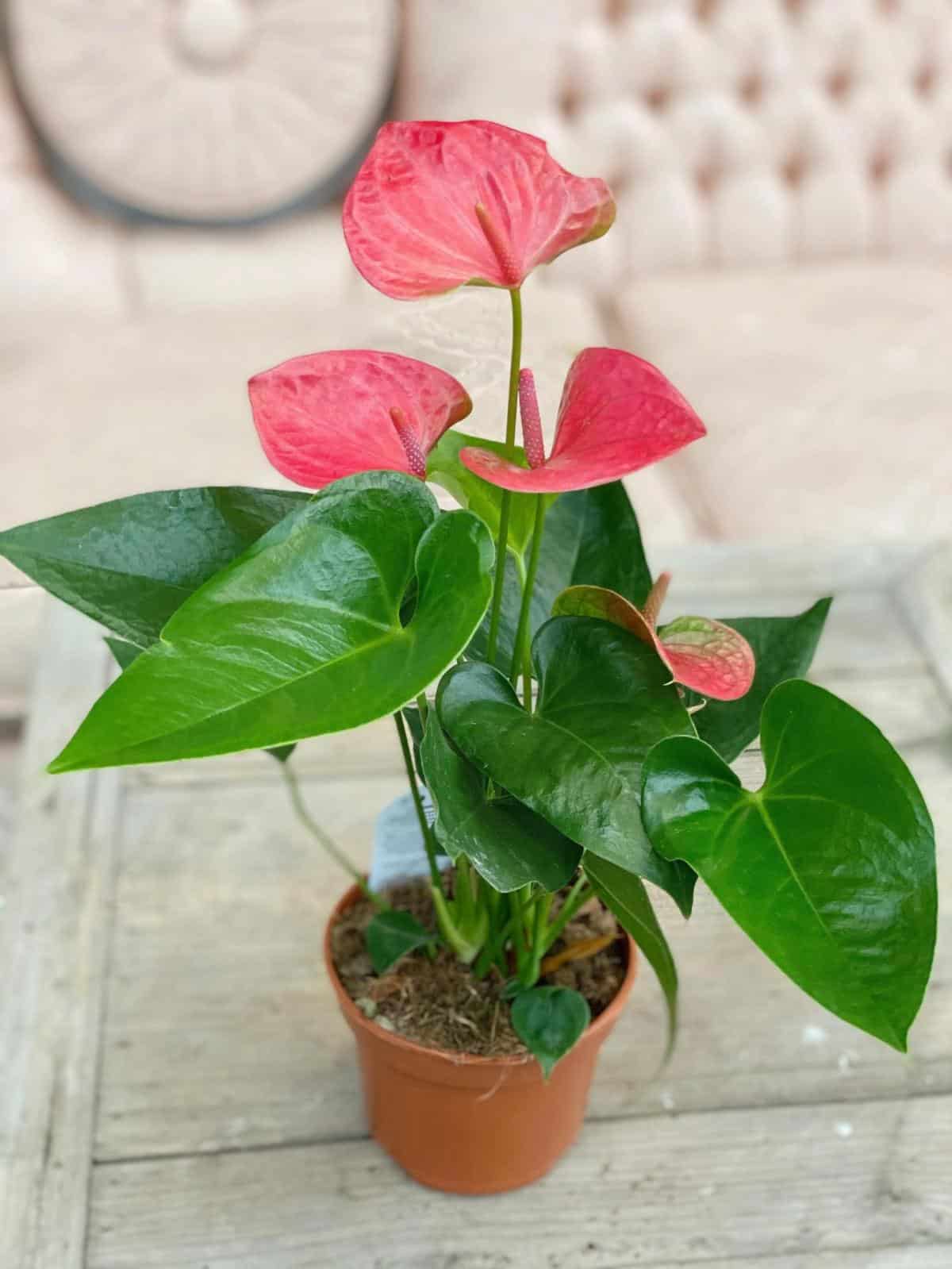 Anthurium | The Watering Can Flower Market