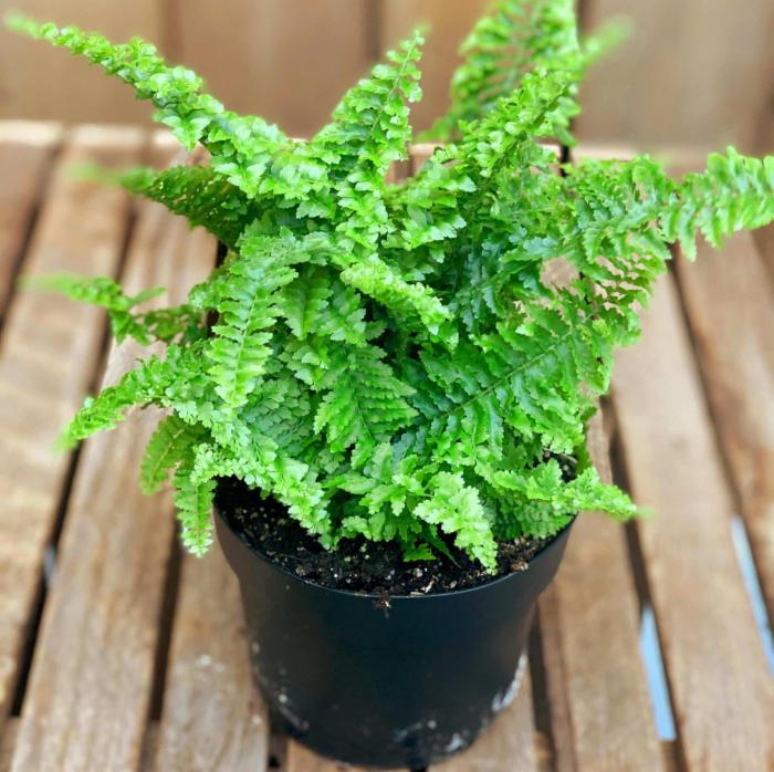 Fern