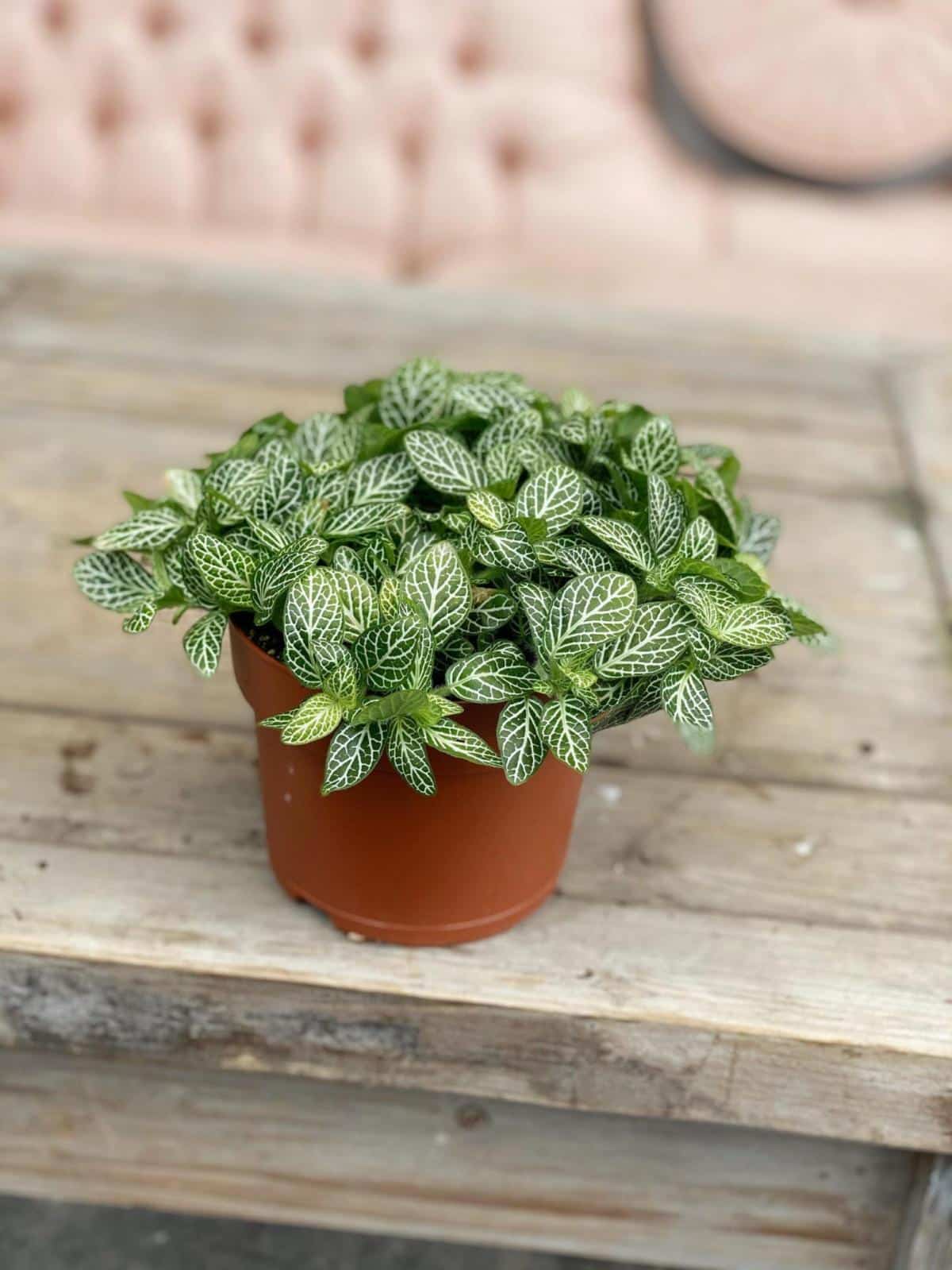 Nerve Plant The Watering Can Flower Market