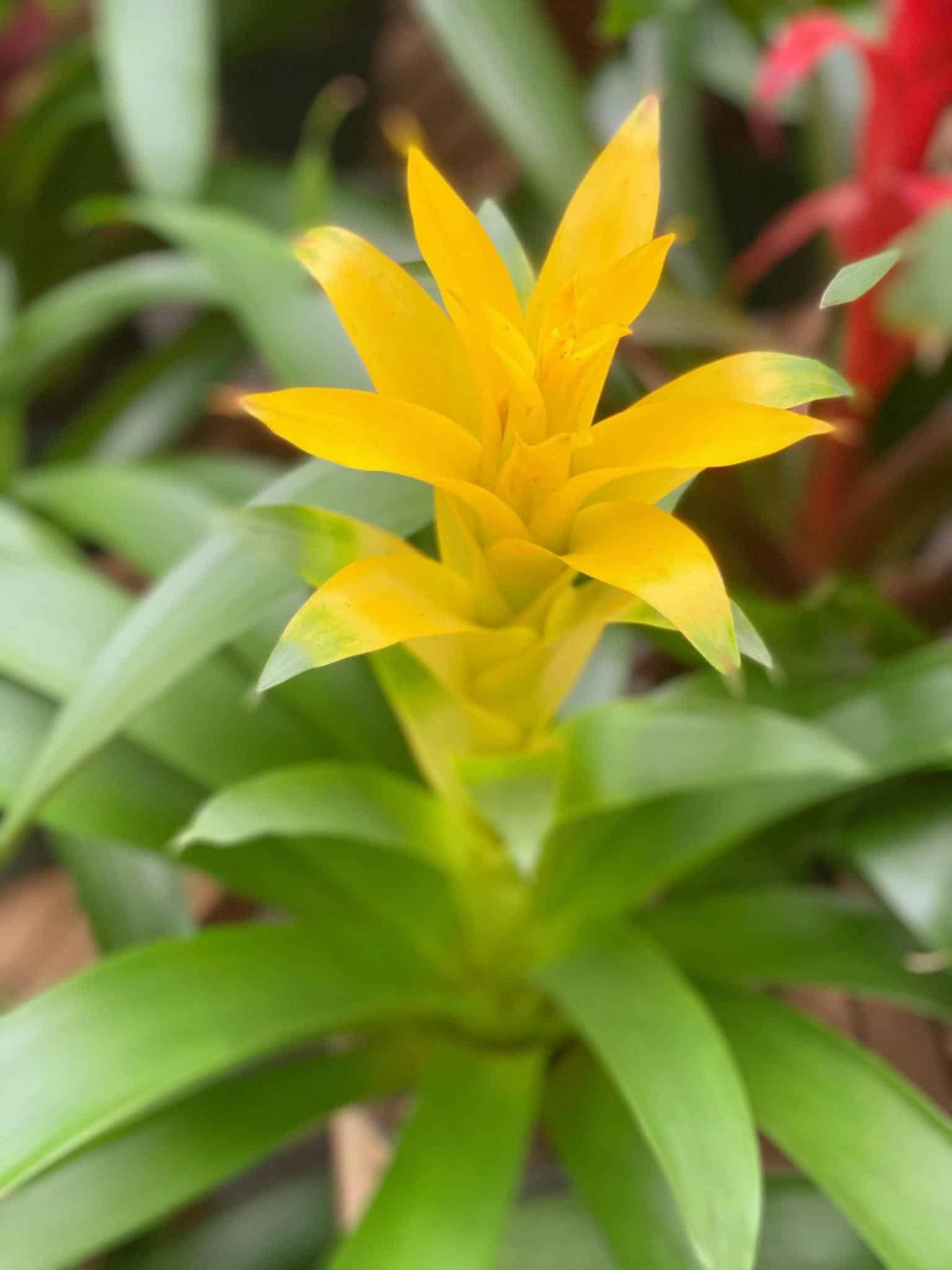 Guzmania | The Watering Can Flower Market