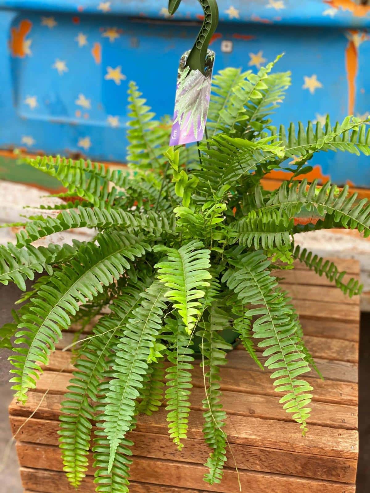 Boston Fern Hanging Basket The Watering Can Flower Market