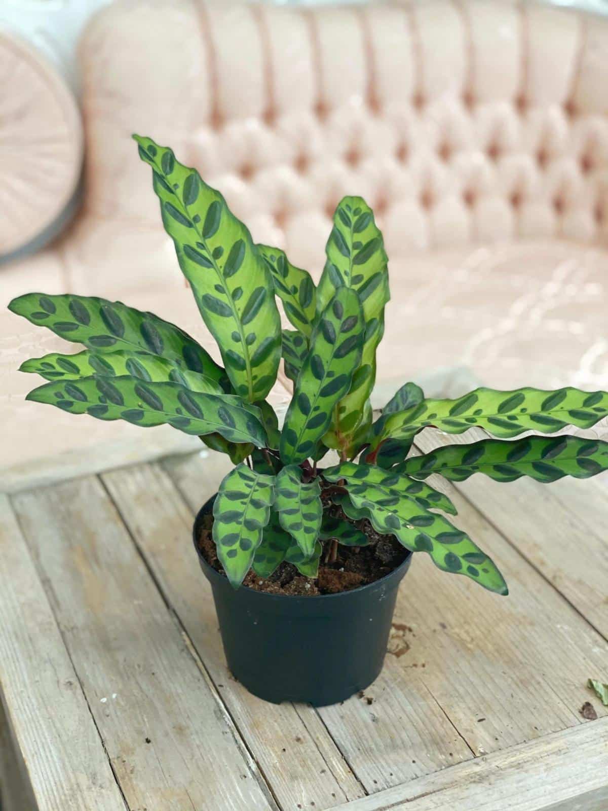 Calathea (Multiple Varieties Available) The Watering Can Flower Market