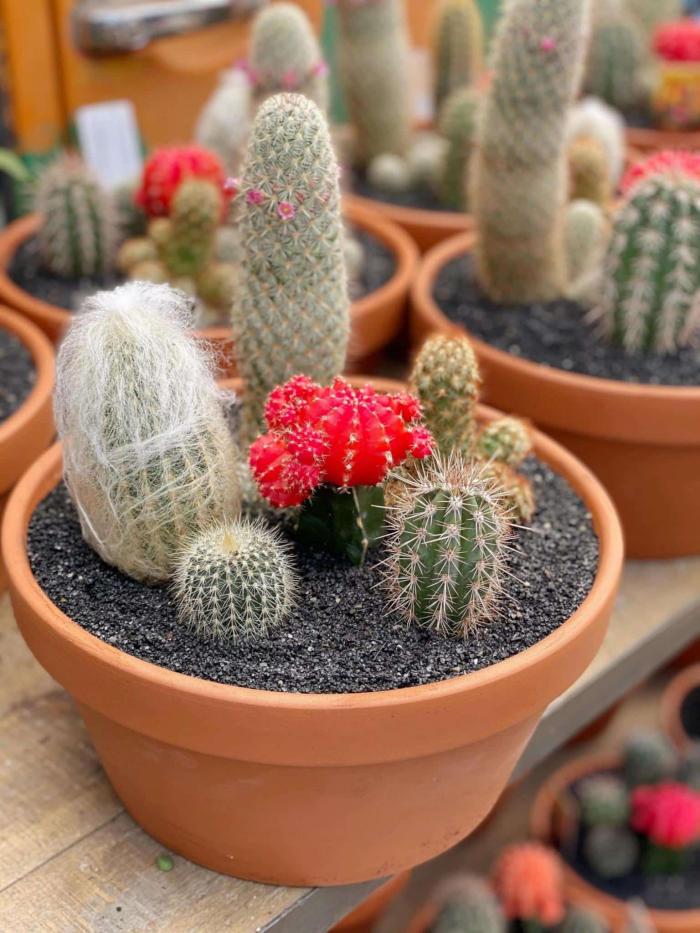 Cactus Planter - Large