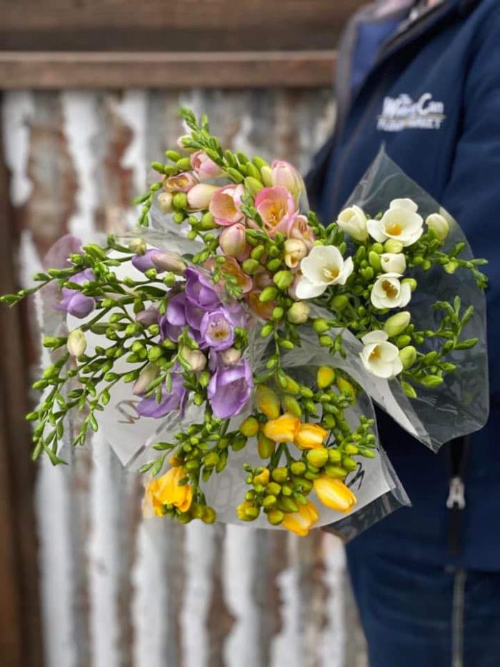 Cut Freesias