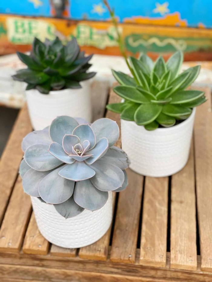 Large Succulents