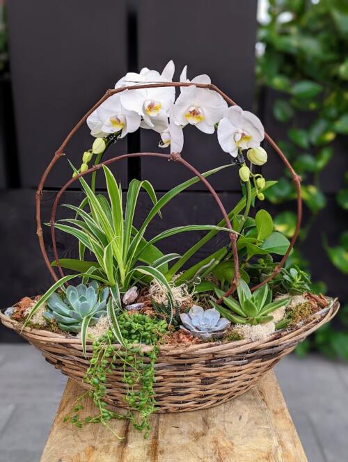 The Watering Can | A white hoop orchid is accompanied by succulents in a oblong basket planter.