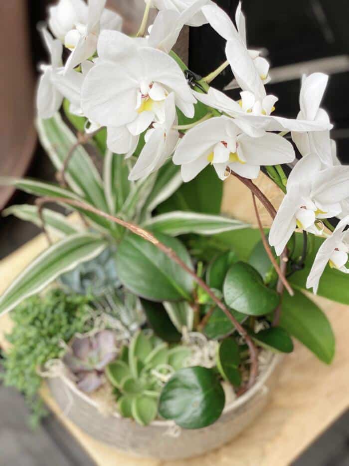 The Watering Can | View from above of a large planter featuring a white hoop orchid surrounded by a variety of succulents, a spider plant, and moss.