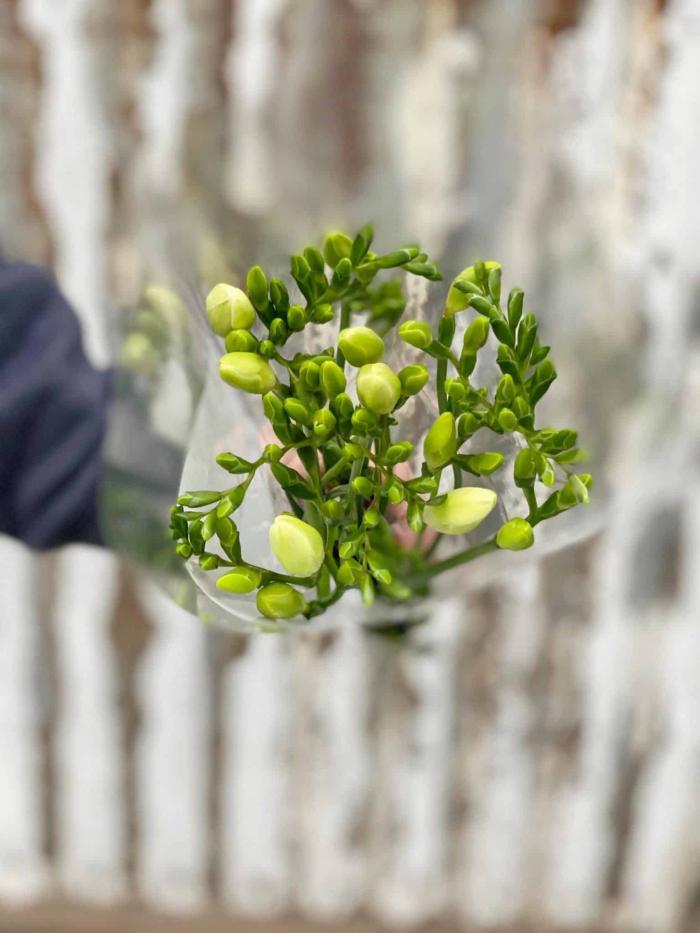 Cut Freesias - Image 2