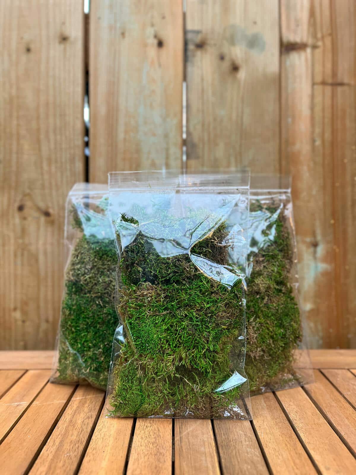 Sheet Moss The Watering Can Flower Market