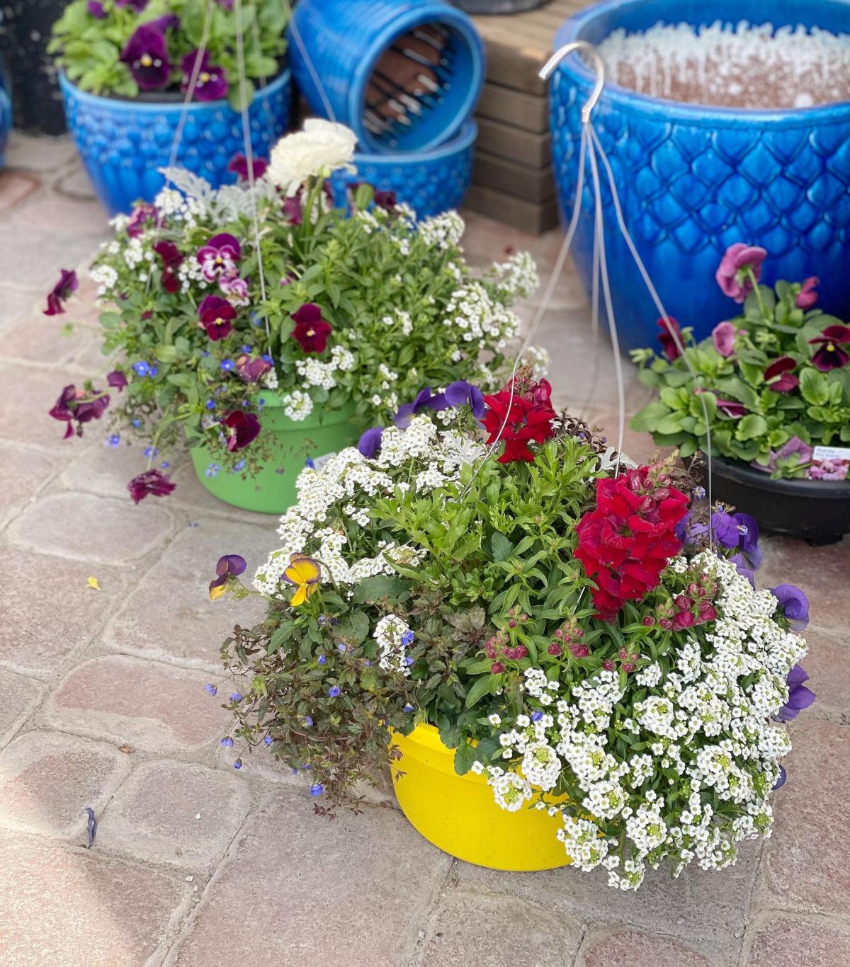 Assorted Spring Hanging Baskets (2) The Watering Can Flower Market