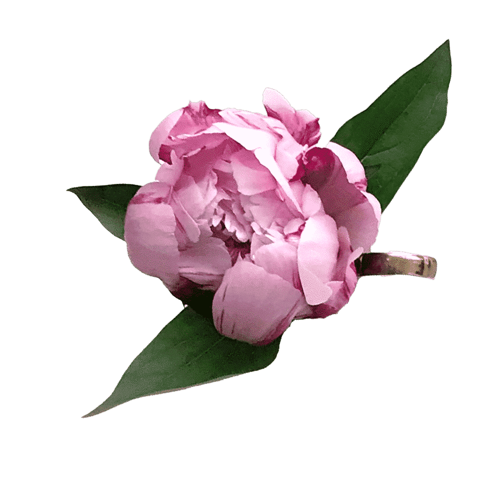 Peonie-Isolated2