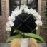 A white phalaenopsis orchid trained into an elegant arching hoop shape, planted in a white ceramic pot.