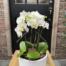 A cluster of white phalaenopsis orchids with multiple stems of blooms, planted in a low white textured ceramic bowl.