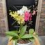 An assortment of mini phalaenopsis orchids in white, yellow, and pink, planted together in a low white textured ceramic bowl.