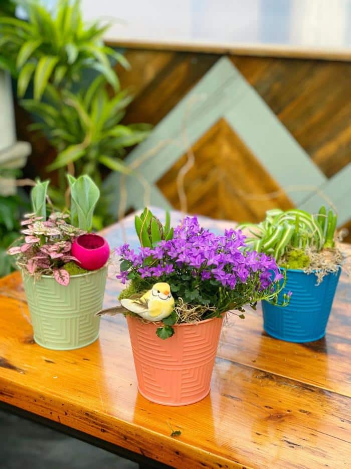 Cheerful Trio DIY