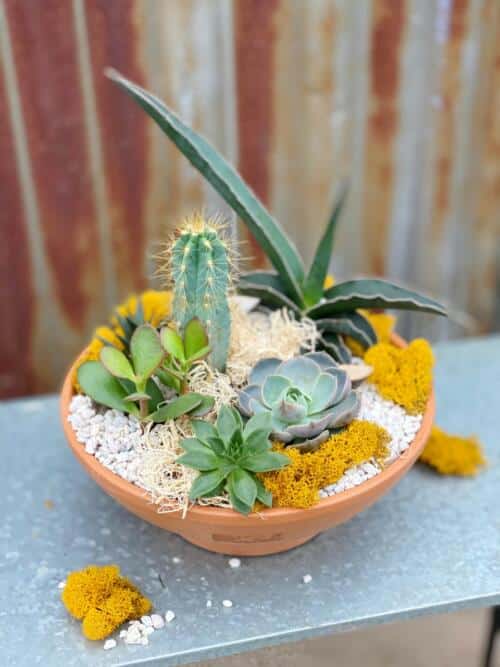 The Watering Can | A succulent and cacti planter with rocks and yellow moss in a terracotta bowl.