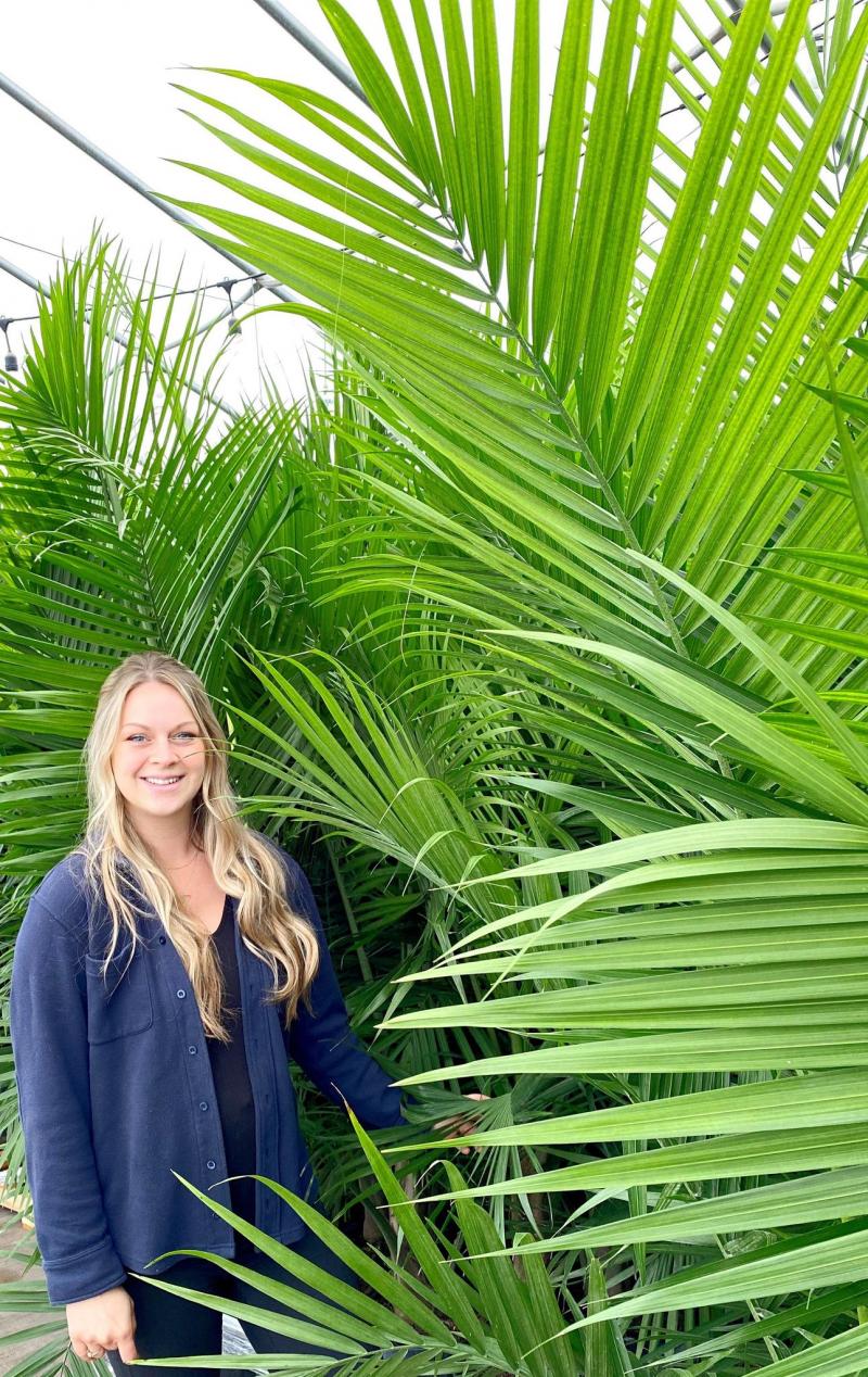 Majesty Palms The Watering Can Flower Market