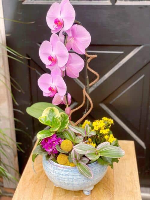 The Watering Can | An assembled DIY planter kit with a tall pink orchid and swirly sticks rising froma bed of greens, yellow, and pink flowers.