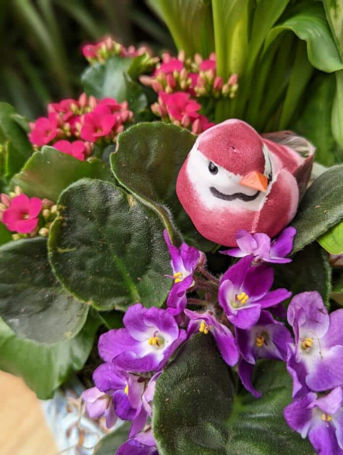 The Watering Can | Detail shot a of pink bird on a purple african violet beside a hot pink kalanchoe in a mixed planter.