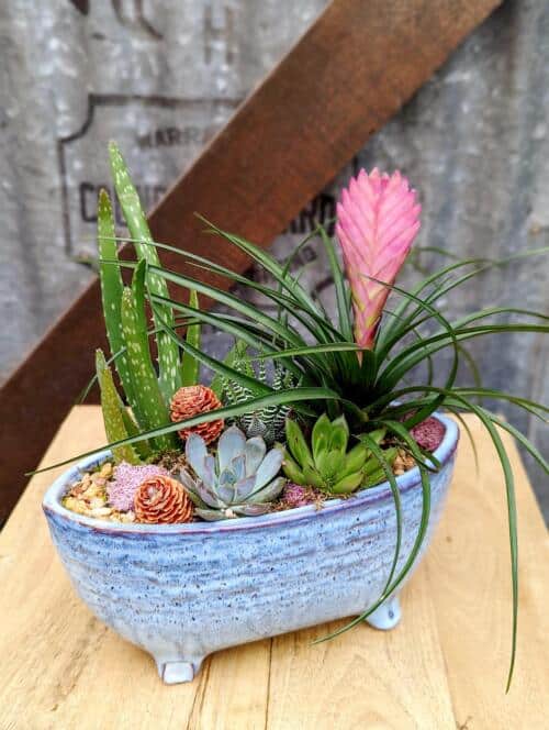 The Watering Can | A delicate planter of succulents in a blue oblong ceramic container.