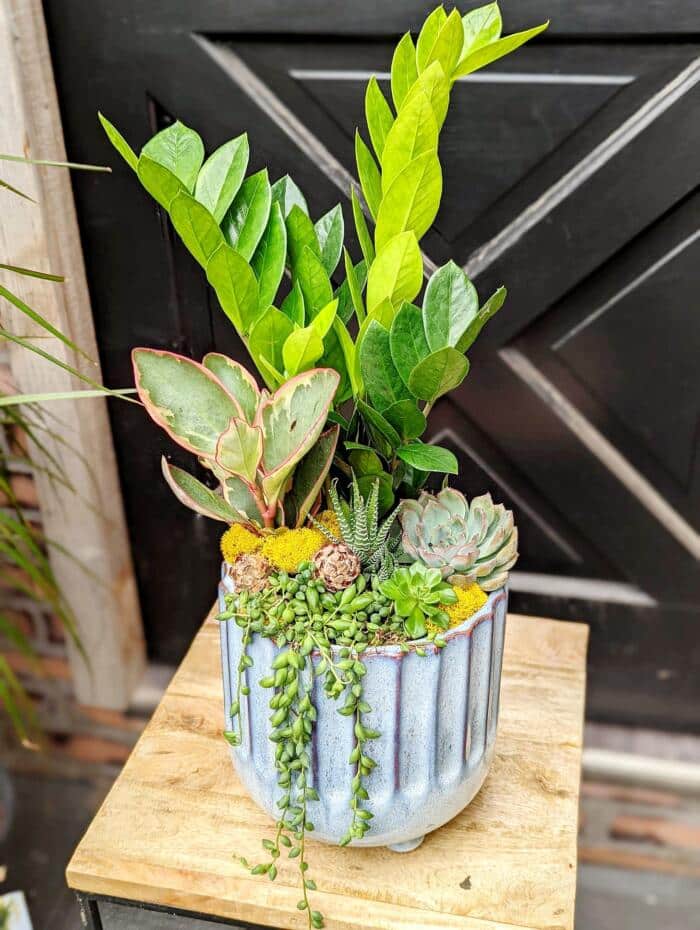 The Watering Can | A planter made up of various tall green tropical and succulent plants which cascade over the edge of a pale blue ceramic container.