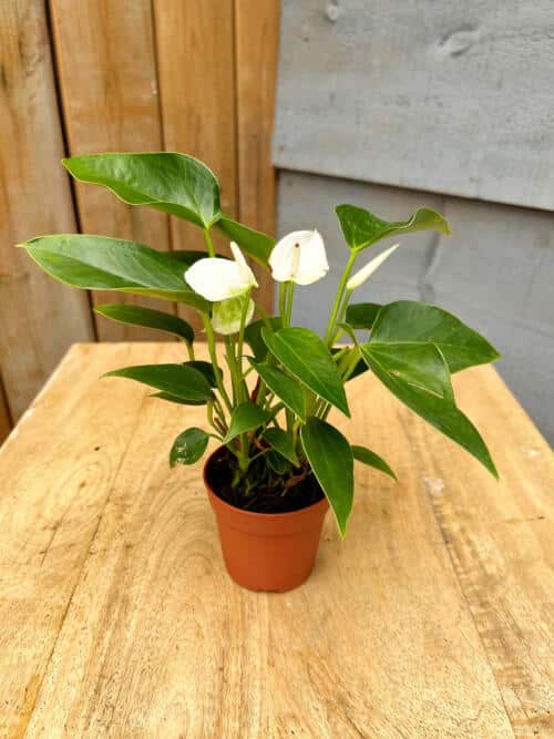 The Watering Can | Small white anthrurium plant.