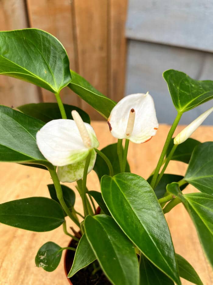 The Watering Can | White Anthurium blooms on a lush plant.
