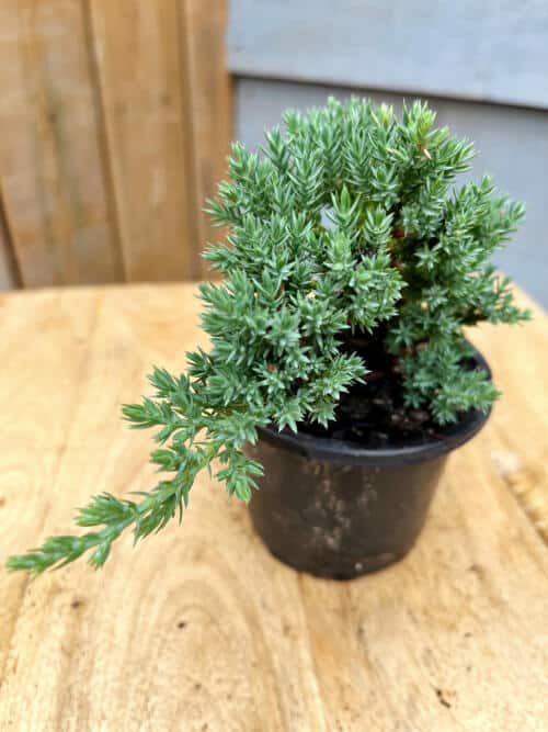 Bonsai Juniper The Watering Can Flower Market