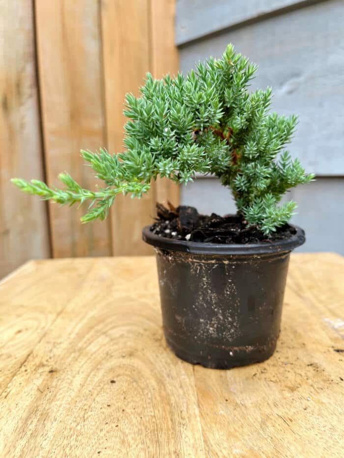 The Watering Can | A bonsai juniper plant in a 4" black pot.