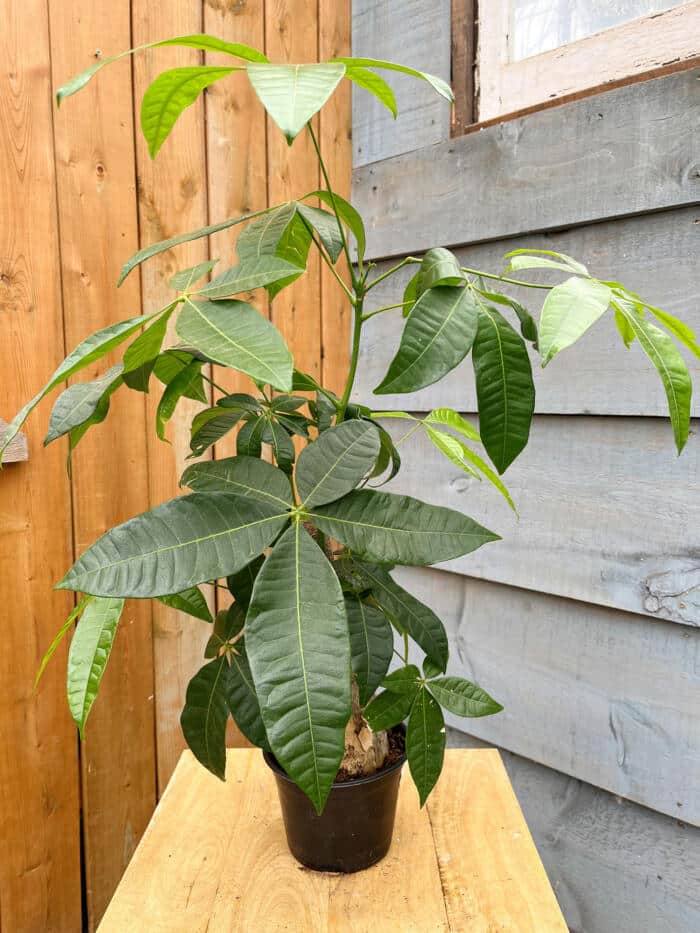 The Watering Can | A money tree plant in a 6" black pot.