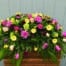 The Watering Can | A pink and yellow casket spray made with hot pink roses, soft pink roses, lavender mums, lime green hydrangea, dark purple moon carnations, dark pink calla lilies, pink tulips, yellow freesia, green hypericum, and soft yellow gerbera on a lush bed of greens.