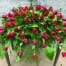 The Watering Can | A casket spray made with red roses and a variety of lush greens.