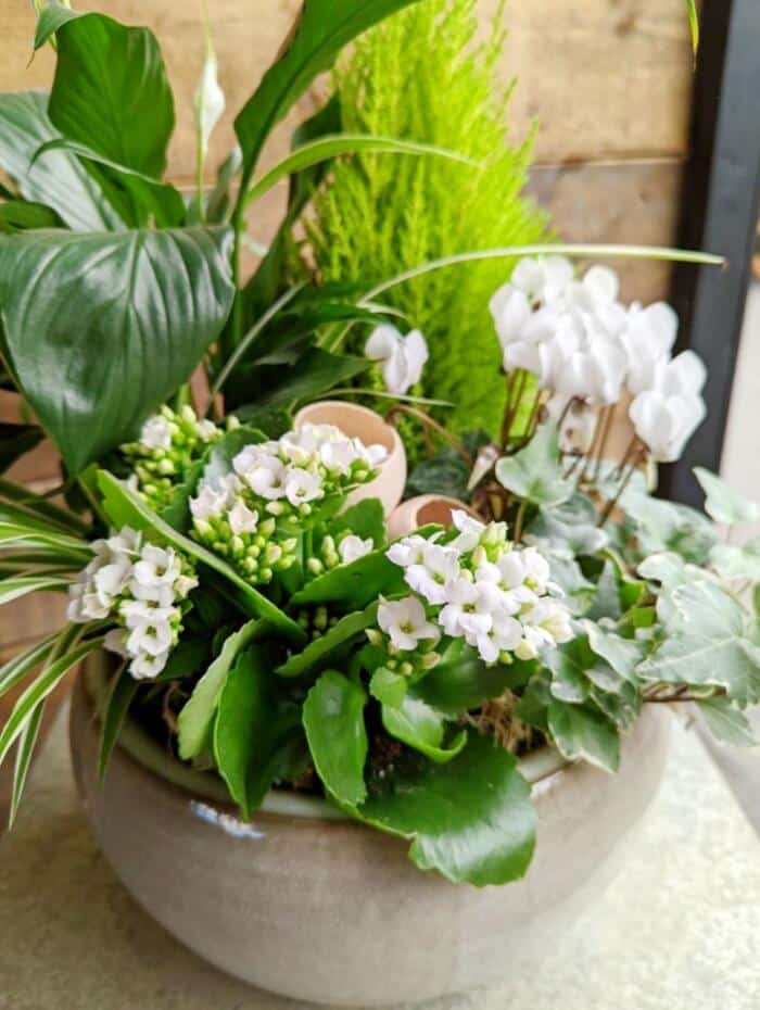 The Watering Can | Close up of some white cyclamen and kalanchoe blooms as well as spider plant and lemon cypress in a green and white planter.