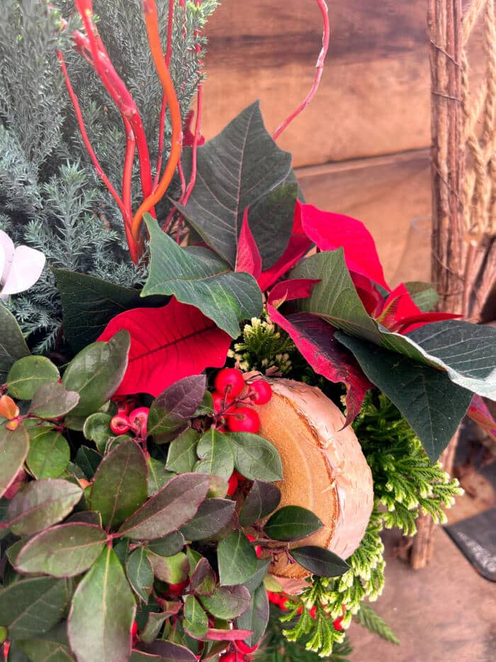 The Watering Can | Close up of the red pointsettia and birch in a planter.