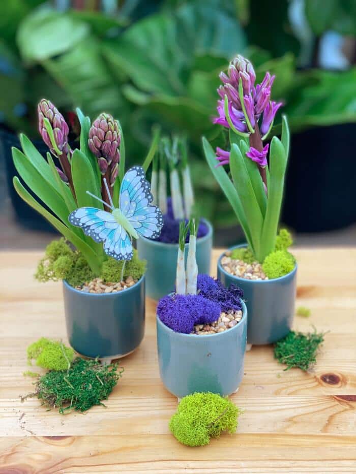 The Watering Can | A set of 4 small spring planters in blue, purple and green pots.