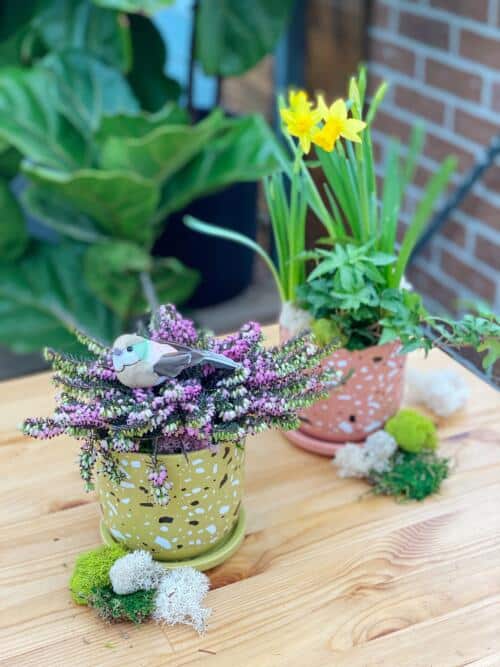 The Watering Can | A daffodil and ivy planter in a pink pot beside a matching green pot planted with pink Erica heather.
